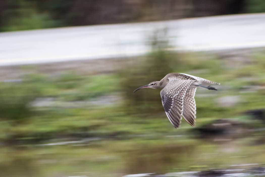 Eurasian Whimbrel