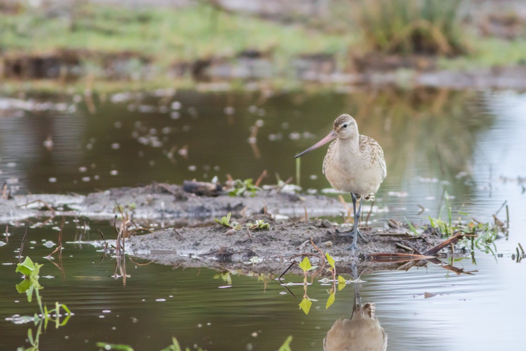 Bar-tailed Godwit
