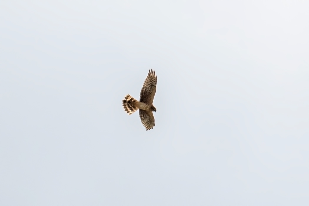Pallid Harrier