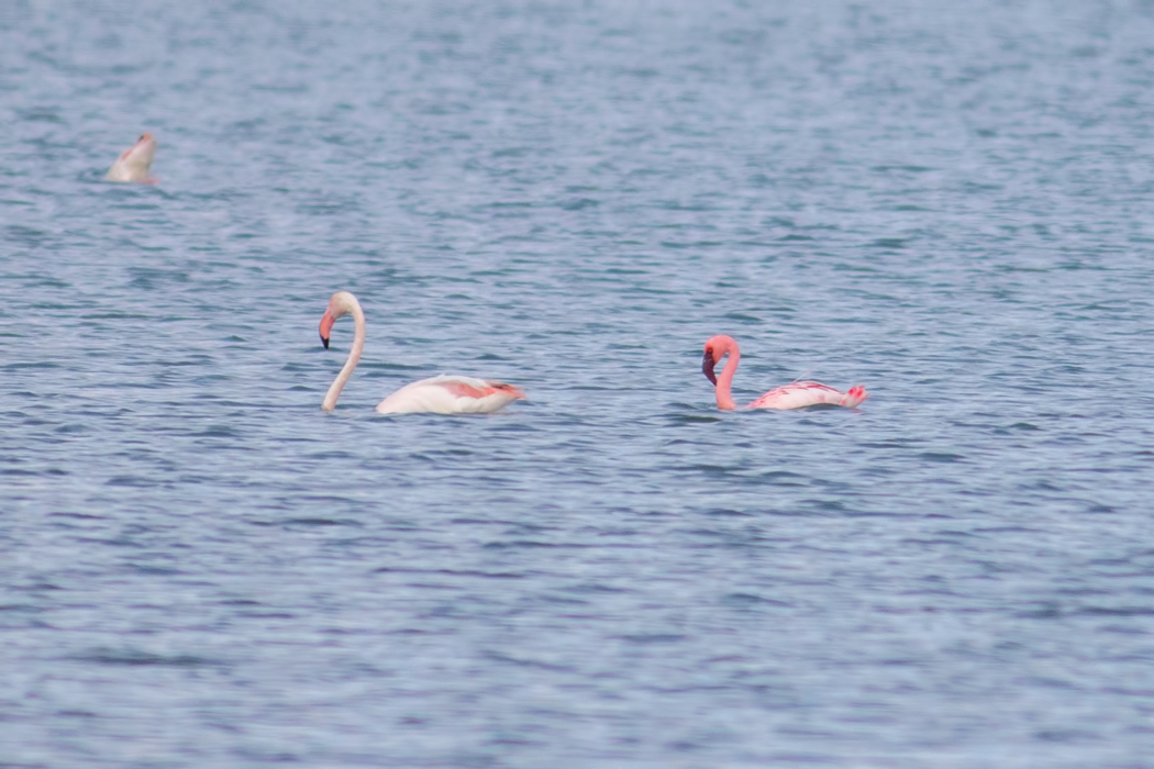 Küçük Flamingo