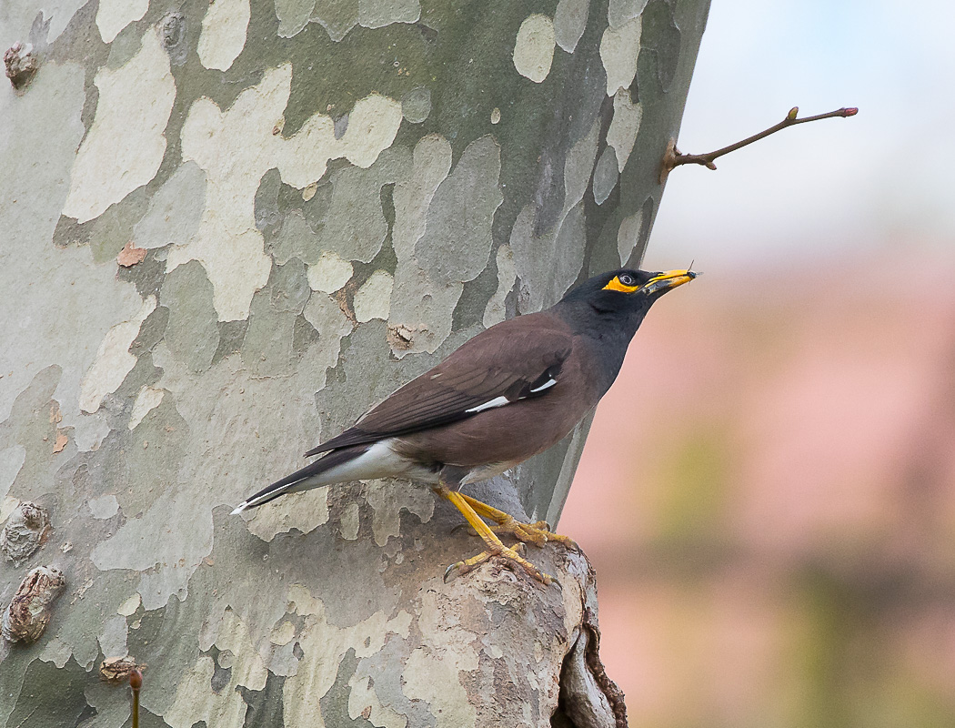 Common Myna