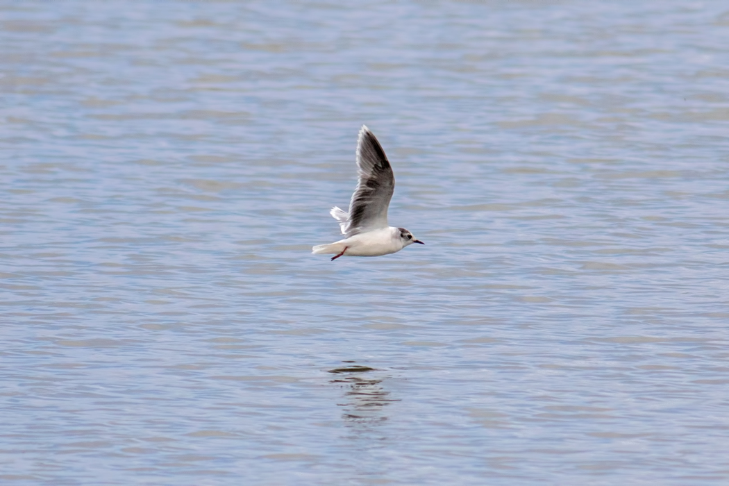 Little Gull