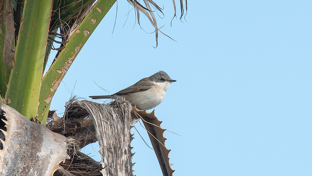 Lesser Whitethroat