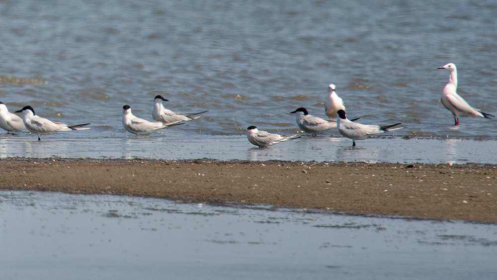 Common Tern