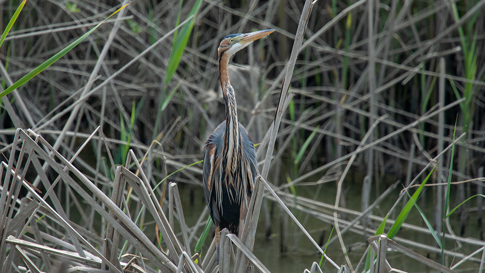 Purple Heron