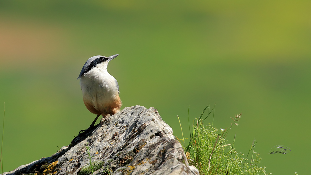 Eastern Rock Nuthatch