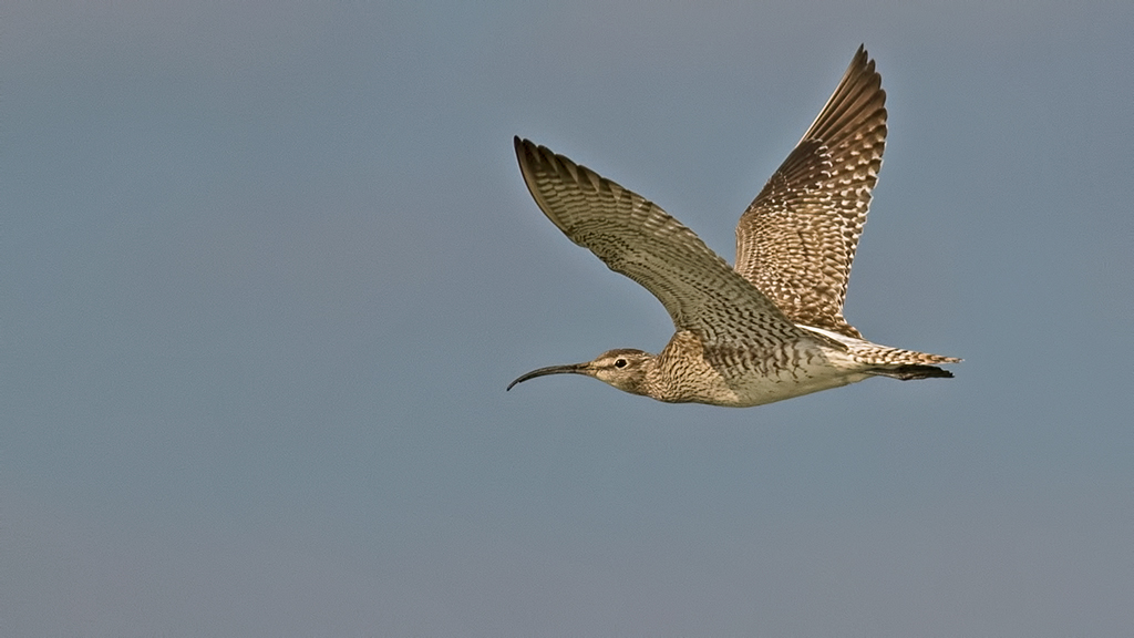 Eurasian Whimbrel