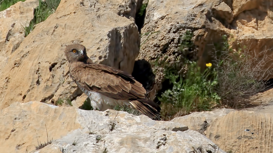 Short-toed Snake Eagle