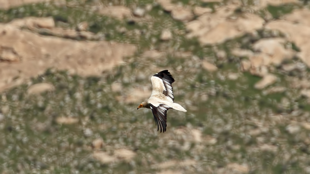 Egyptian Vulture
