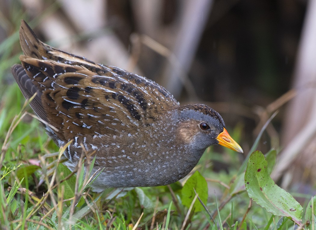 Spotted Crake