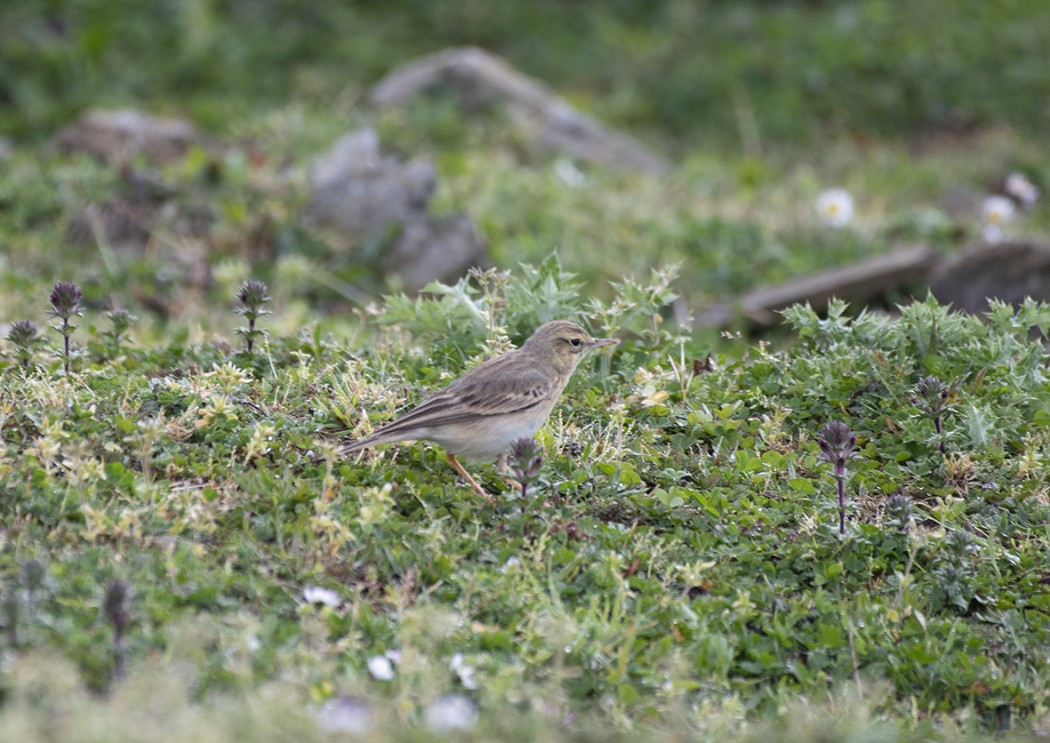 Tawny Pipit