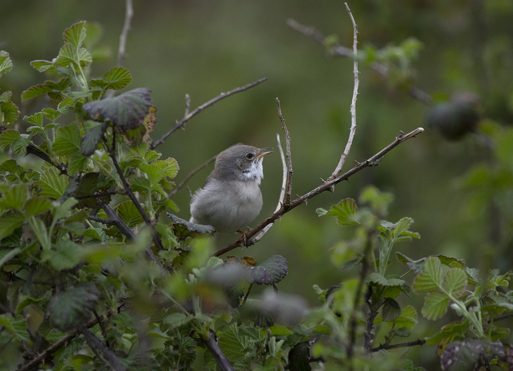 Common Whitethroat