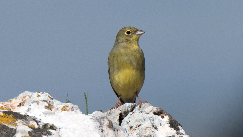Cinereous Bunting