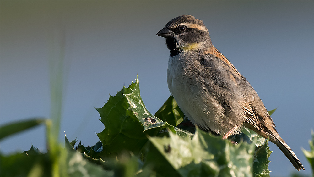 Dead Sea Sparrow