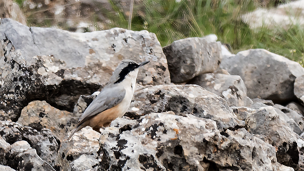 Eastern Rock Nuthatch