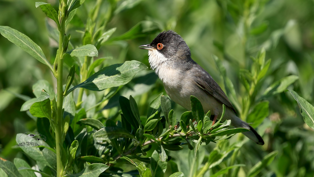 Menetries`s Warbler
