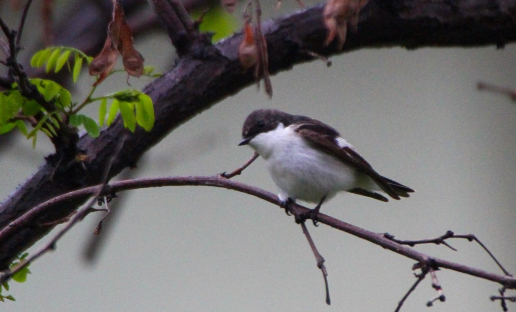 European Pied Flycatcher