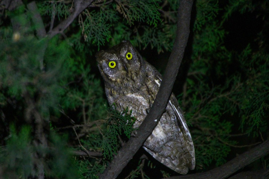 Eurasian Scops Owl