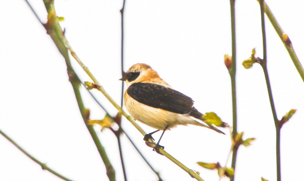 Black-eared Wheatear