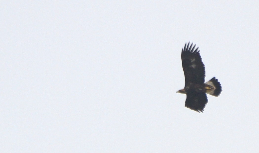 Golden Eagle