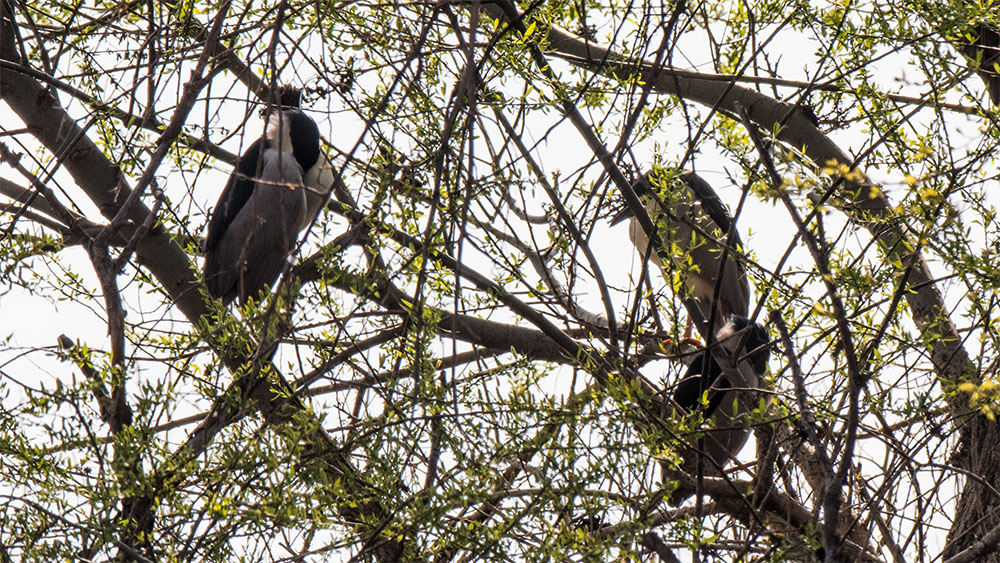Black-crowned Night Heron