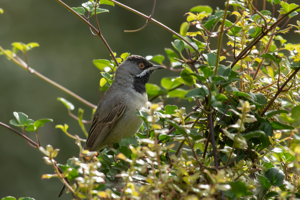 Rüppell`s Warbler