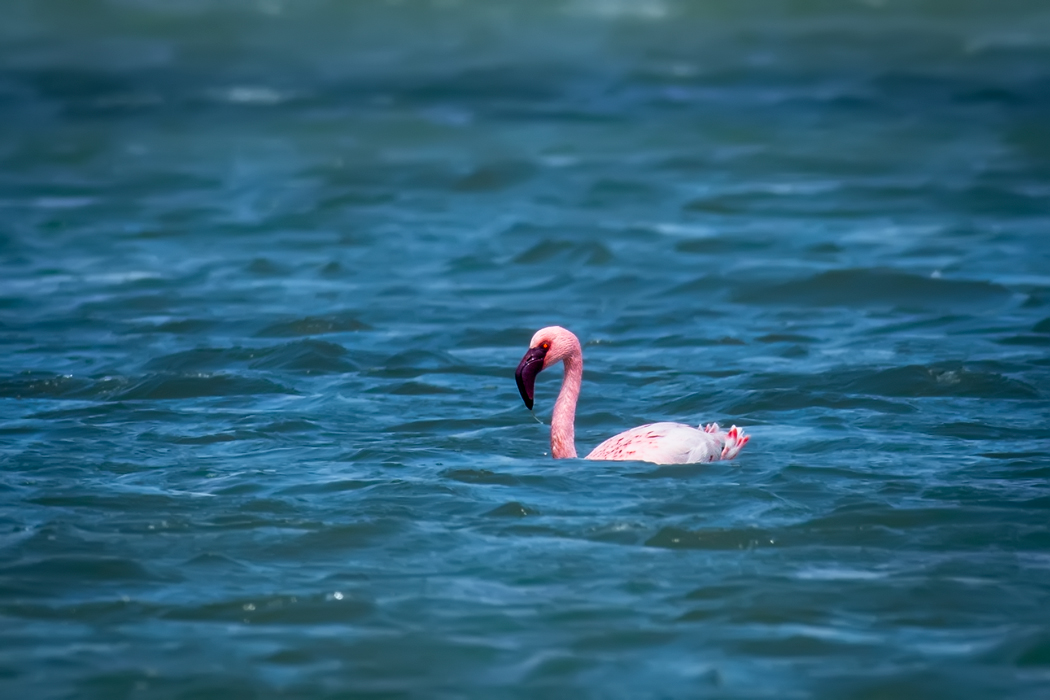 Lesser Flamingo