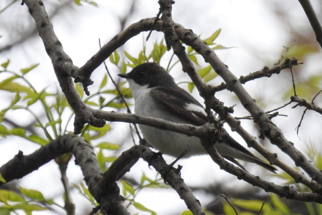 European Pied Flycatcher