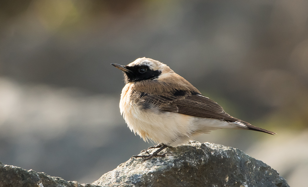 Black-eared Wheatear