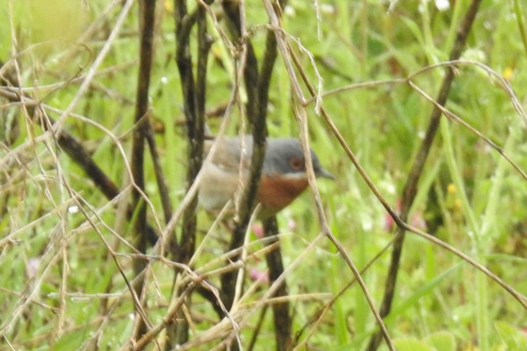 Subalpine Warbler