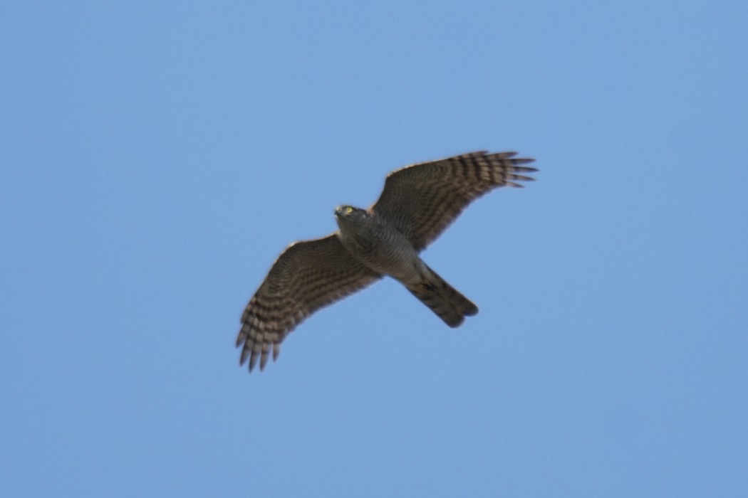 Eurasian Sparrowhawk