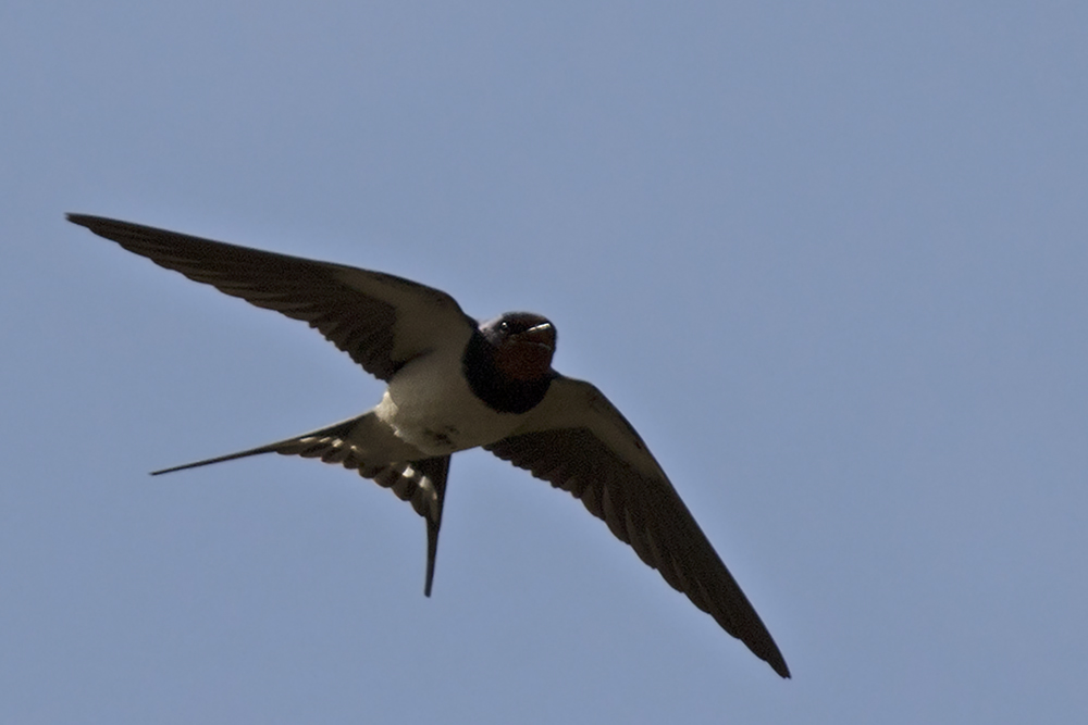 Barn Swallow