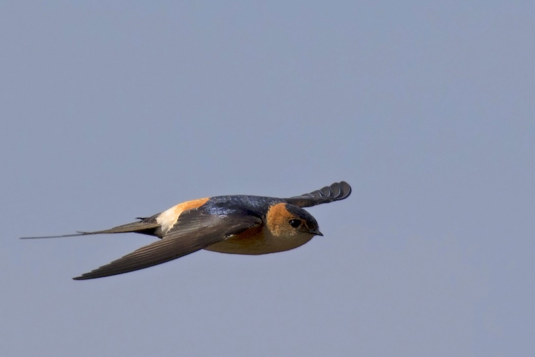 European Red-rumped Swallow