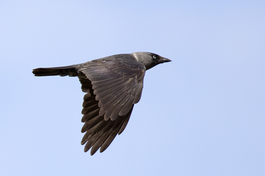 Western Jackdaw