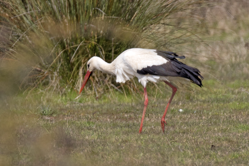 White Stork