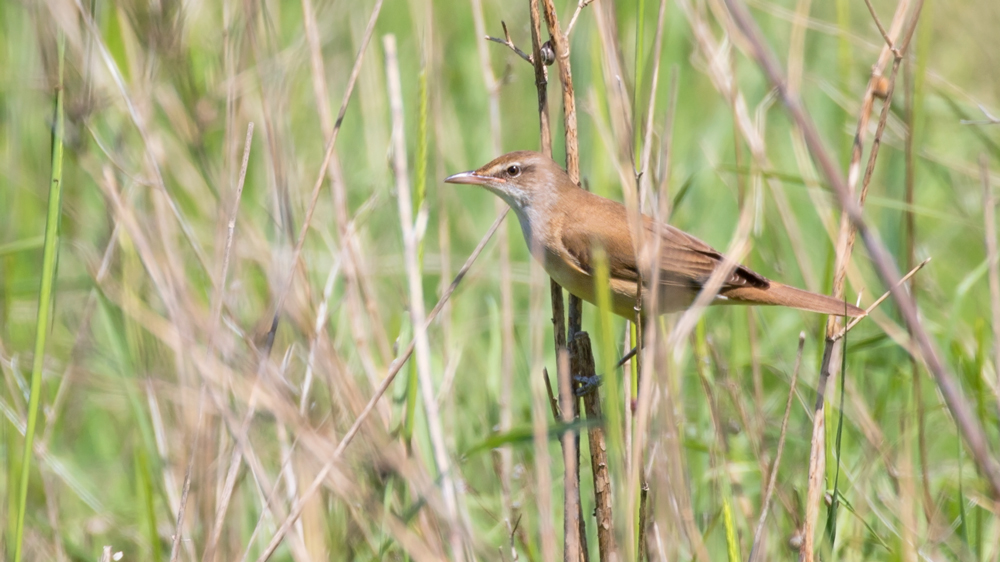 Great Reed Warbler