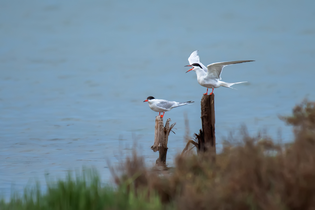 Common Tern