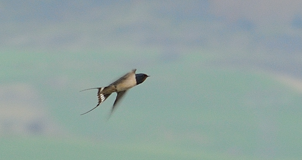 Barn Swallow