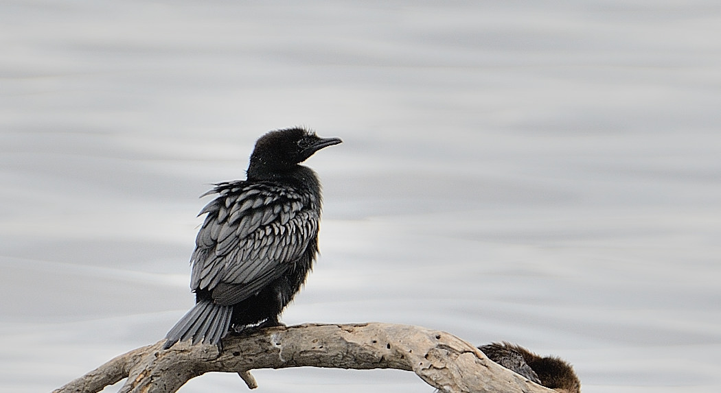 Pygmy Cormorant