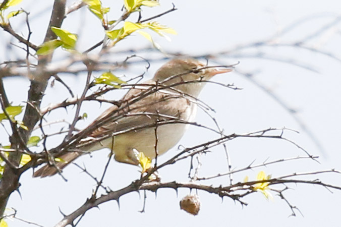 Eastern Olivaceous Warbler