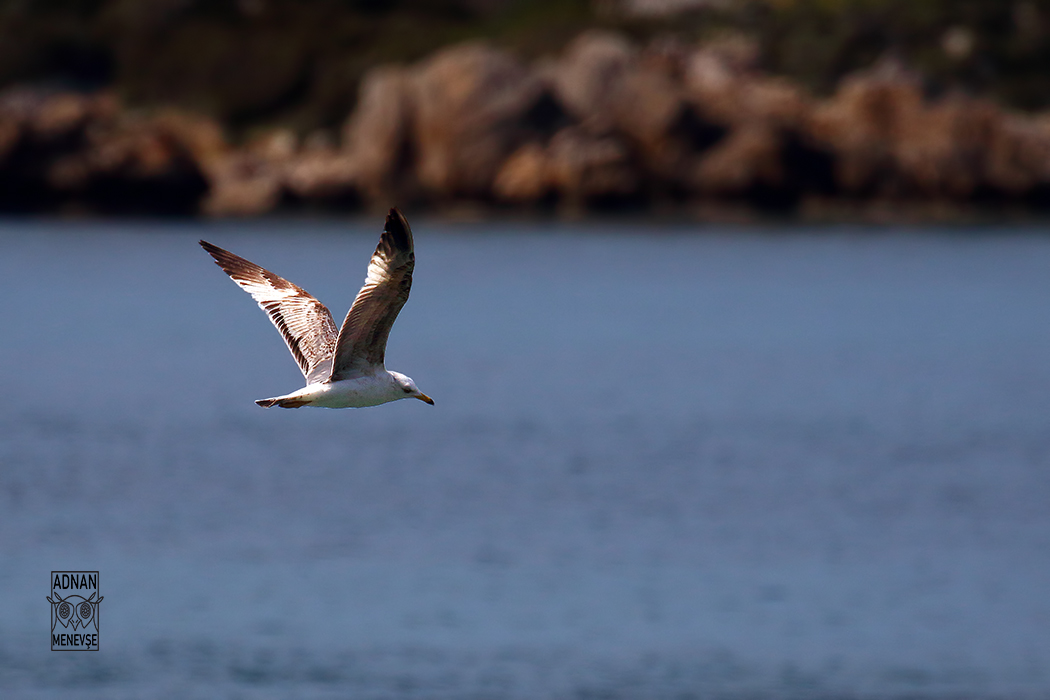 Common Gull