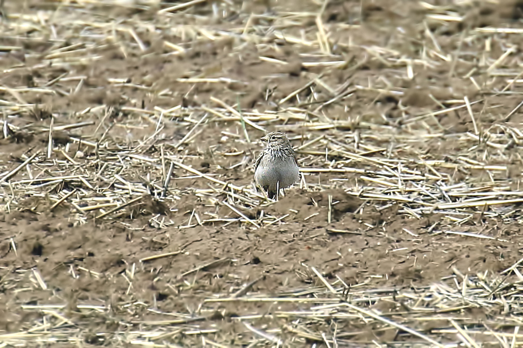 Greater Short-toed Lark