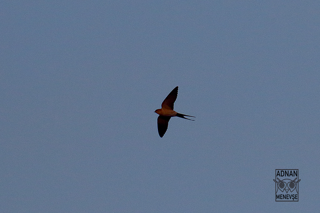 European Red-rumped Swallow