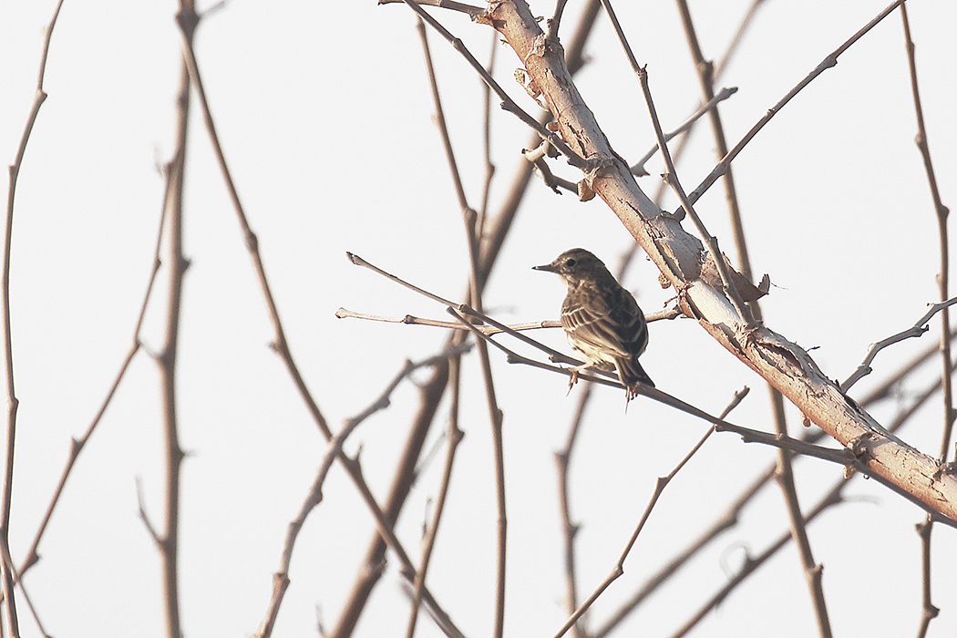 Tree Pipit