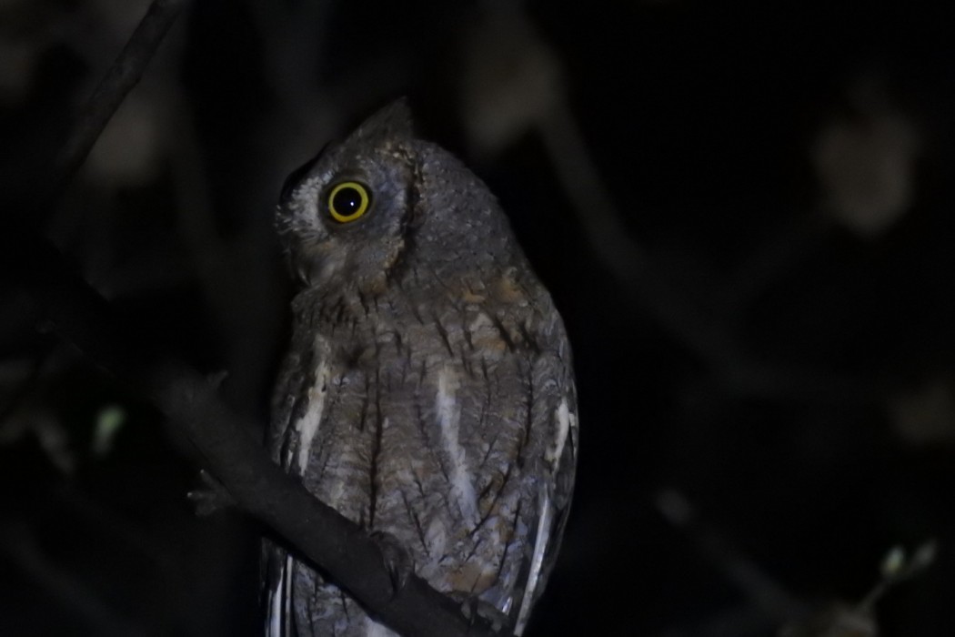 Eurasian Scops Owl