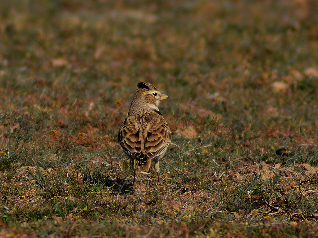 Calandra Lark