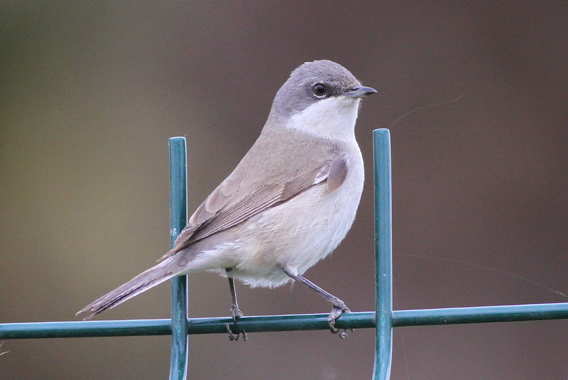 Lesser Whitethroat