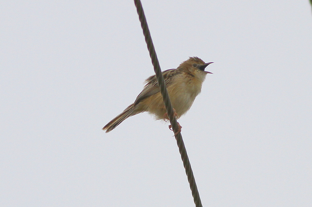 Zitting Cisticola