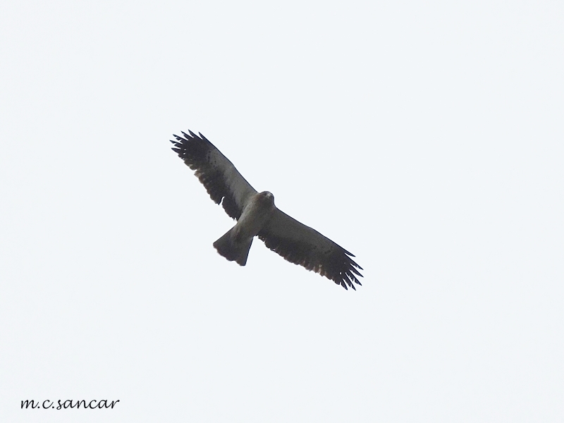 Booted Eagle