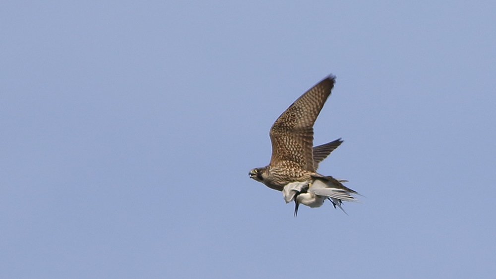 Peregrine Falcon